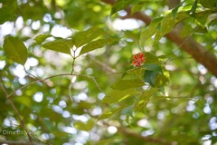 Euonymus indicus